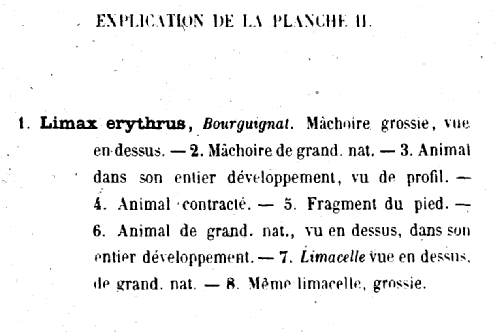 Limax erythrus  Bourguignat 1864